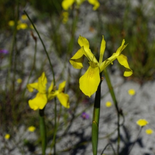 Moraea neglecta